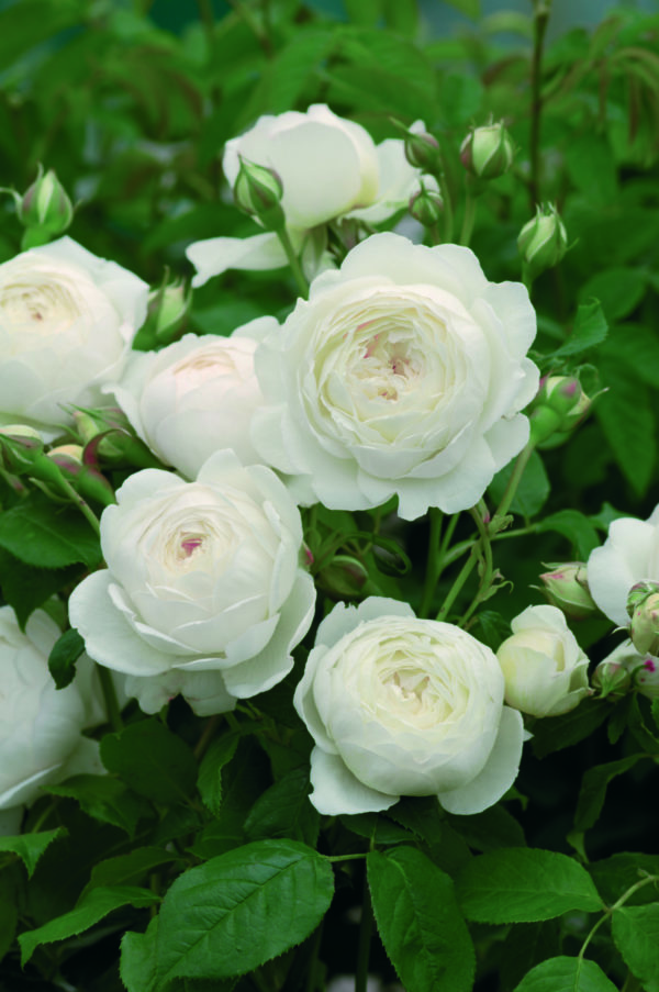 CLAIRE AUSTIN ® Ausprior