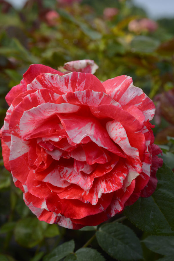 CORAL SCENTIMENTAL ® Wekmindesv'cov