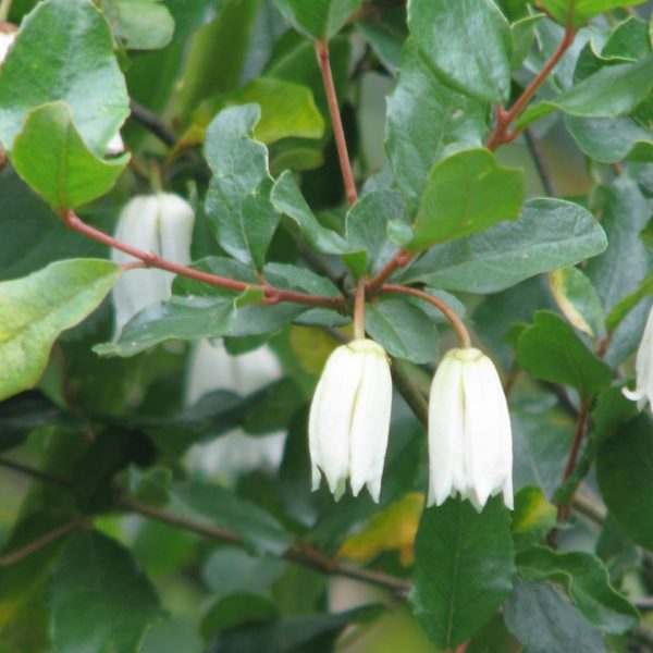 Patagua