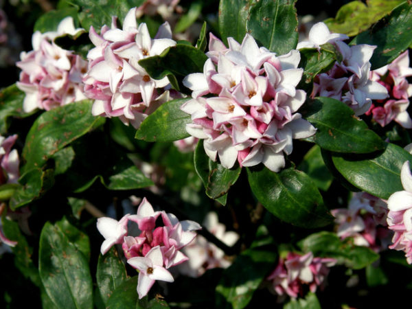 Daphné aureo marginata