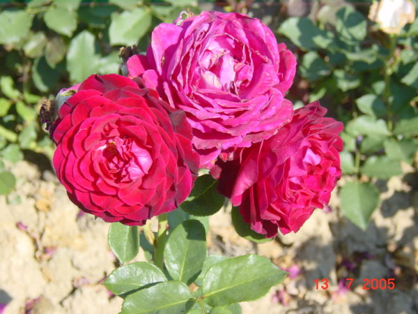 EMPREINTE DE DORIEUX ® Dorfrag