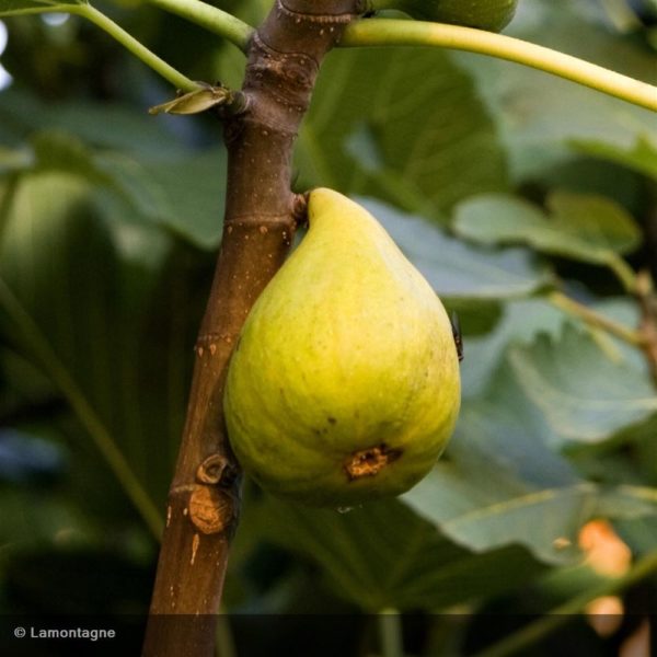Goutte d'Or