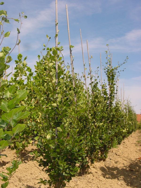 Sylvatica ‘Dawyck’
