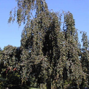 Sylvatica ‘Pendula’