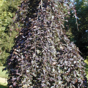 Sylvatica ‘Purpurea Pendula’