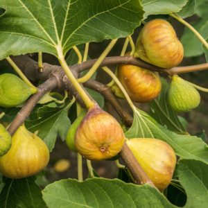 Madeleine des 2 Saisons