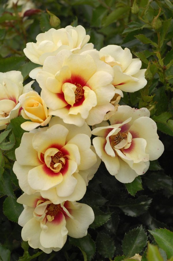 GLORIOUS BABYLON EYES ® Intereybabolgcov
