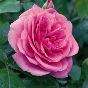 GERTRUDE JEKYLL ® Ausboard