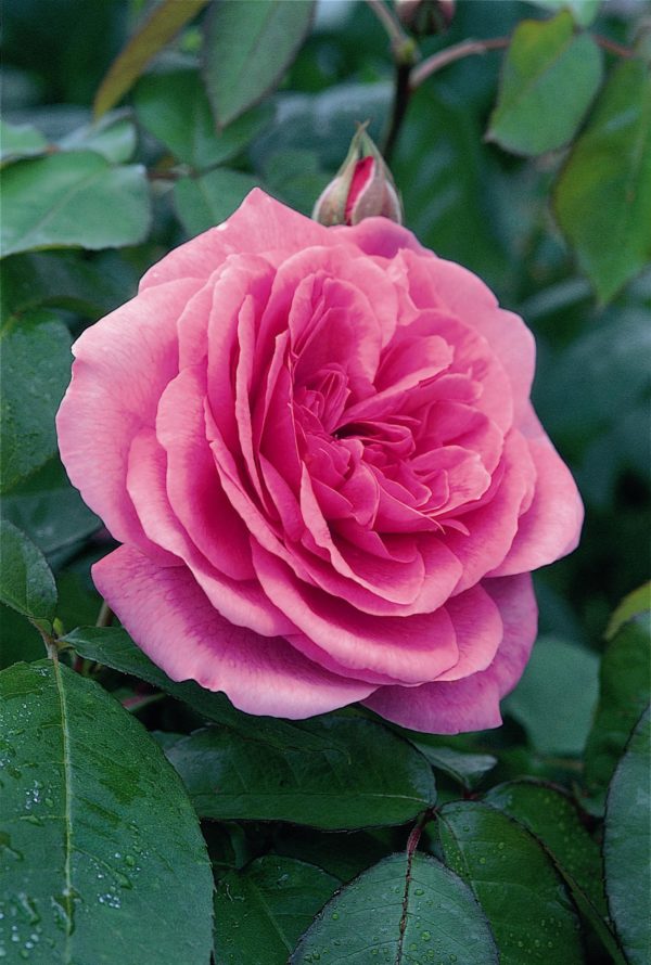 GERTRUDE JEKYLL ® Ausboard