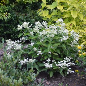 Paniculata Prim white ® ‘Dolprim’