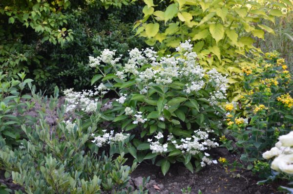 Paniculata Prim white ® 'Dolprim'