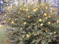 Hidcote