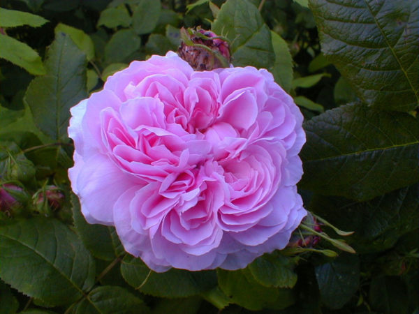 JACQUES CARTIER