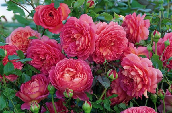 JUBILEE CELEBRATION ® Aushunter