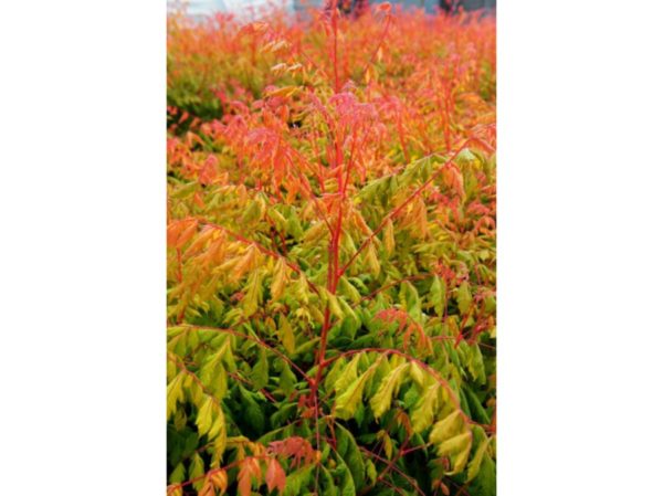 Coral sun ®