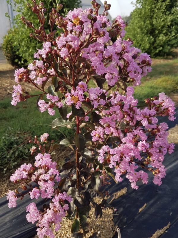 Rhapsody In Pink