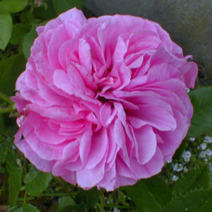 LOUISE ODIER
