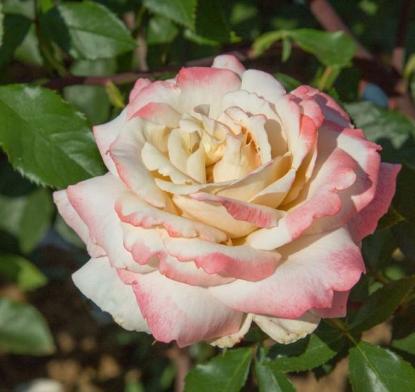 LYON LUMIERES ® Meivanae