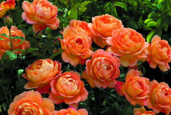 LADY OF SHALOTT ® Ausnyson