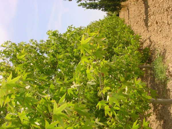 Styraciflua ‘Worplesdon’