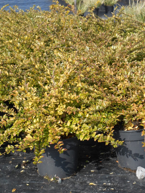 Nitida 'Maigrün'