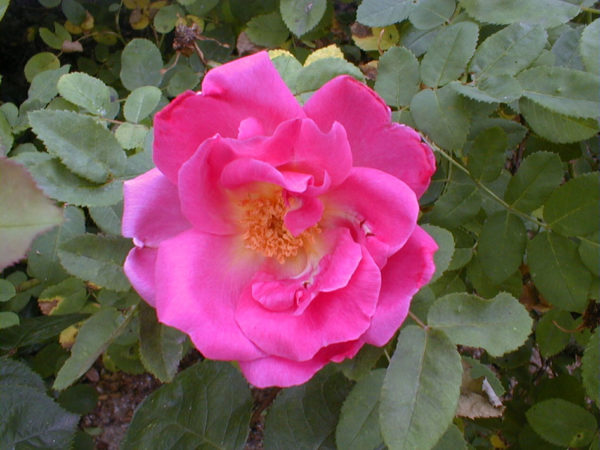 MARGUERITE HILLING