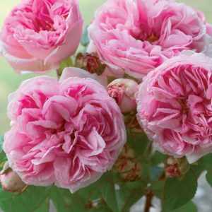 MME ERNEST CALVAT CLING