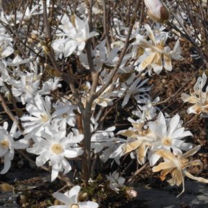 Stellata