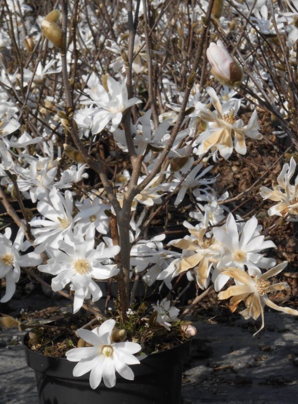 Stellata