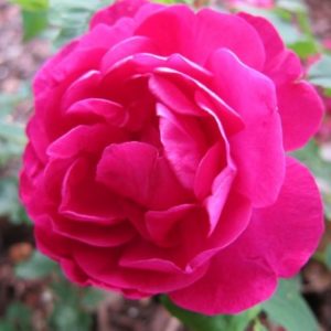 MRS. ANTHONY WATERER