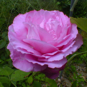 MRS JOHN LAING