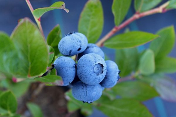 Hardy Blue
