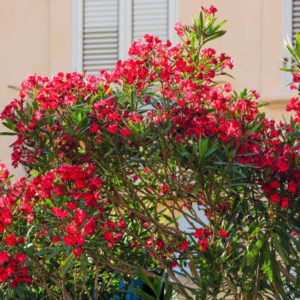 Red Beauty