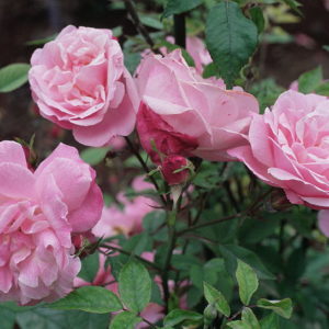 OLD BLUSH CHINA