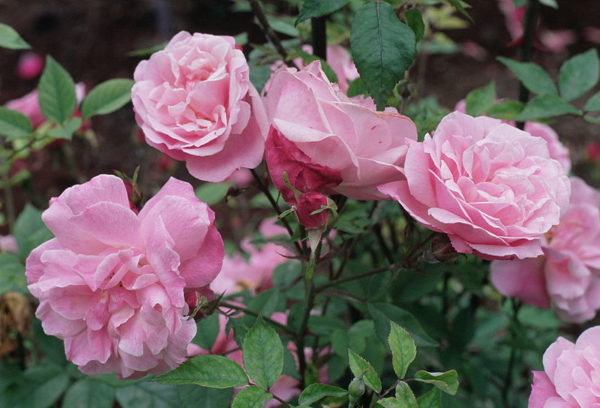OLD BLUSH CHINA