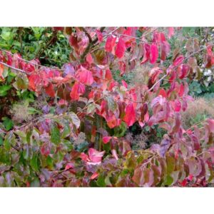 Persica ‘Vanessa’