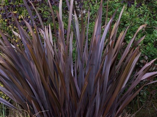 Tenax rubra 'Nana'