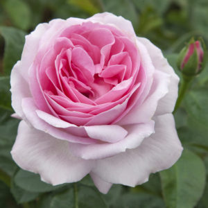 PINK EUREKA ® Meiagado