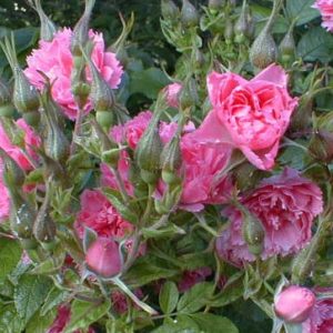 PINK GROOTENDORST