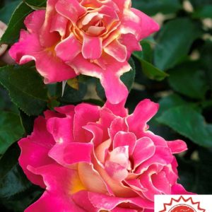 PINK LADY RUFFLES ® Interrufydalpink