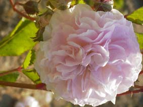 PINK PROSPERITY
