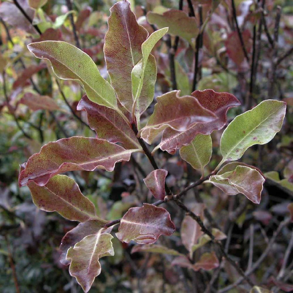 Tenuifolium ‘Purpureum’