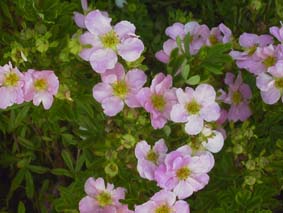 Lovely pink beauty