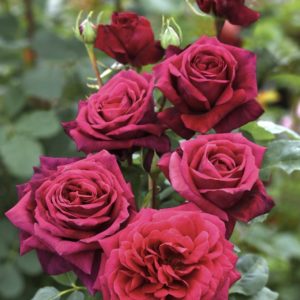 PRINCE JACQUES DE MONACO ® Reuwin