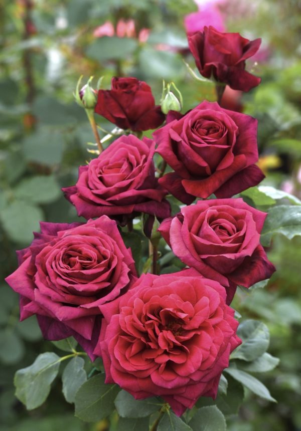 PRINCE JACQUES DE MONACO ® Reuwin