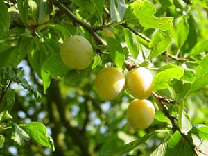 Prune de Bretagne