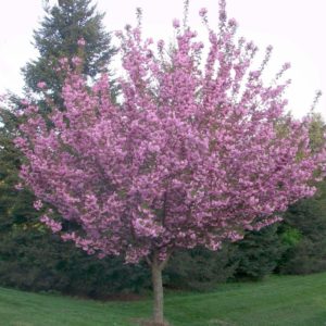 Serrulata ‘Royal Burgundy’