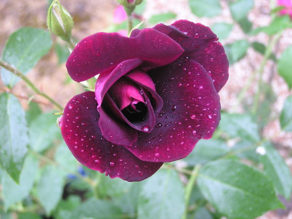 PURPLE STAR ® Panstar