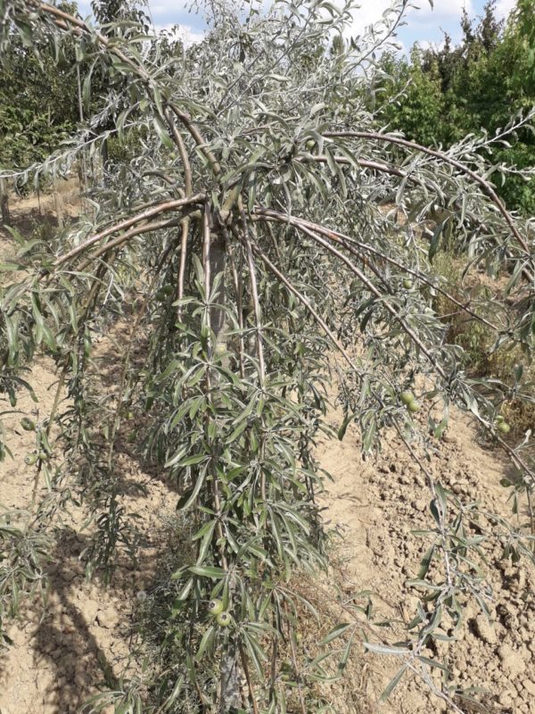 Salicifolia ‘Pendula’