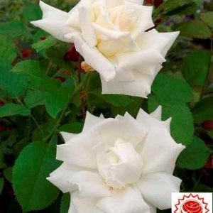 PAPE JEAN PAUL II ® Jacsegra